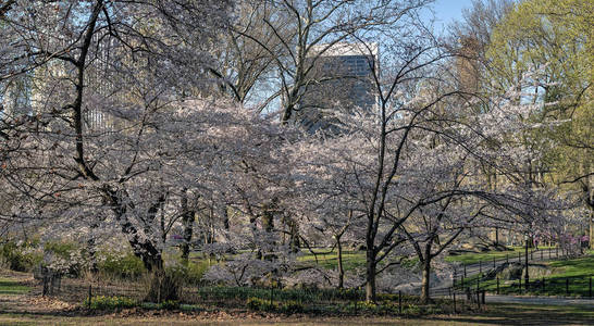 春天的中央公园 纽约城