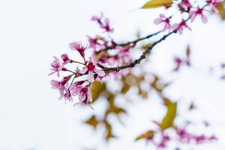 美丽的粉红色樱花, 李樱花