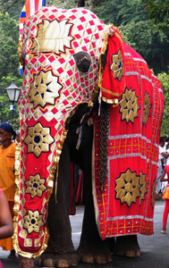 美丽的穿着大象在的康提, 斯里兰卡
