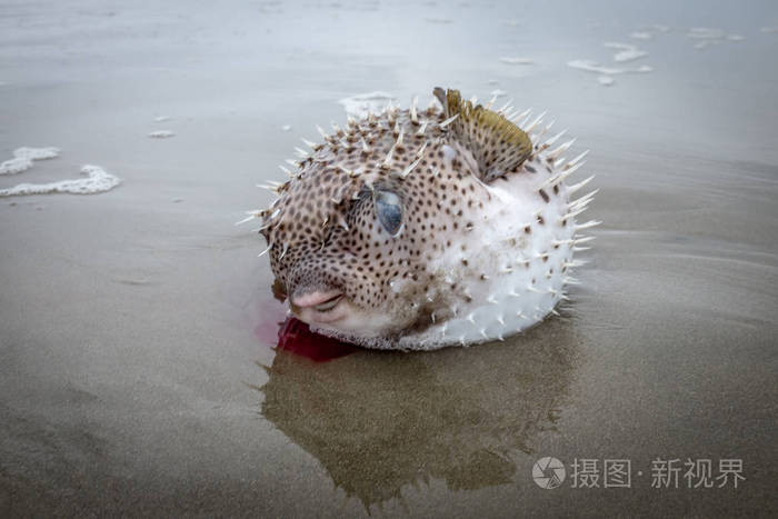 河豚被丢弃在海滩上.这条有毒的鱼被渔夫抓住 而另一条鱼