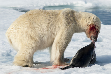 北极熊吃中饭