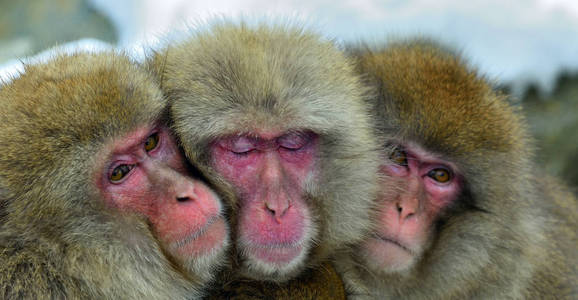 雪猴家庭在寒冷的冬天天气下取暖。日本猕猴 Scincific 名 猕猴 fuscata, 又名雪猴