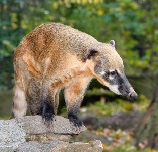 oati 属 Nasua 和 Nasuella, 也被称为 coatimundi, 是浣熊家族美洲原住民的成员。oati 自然背