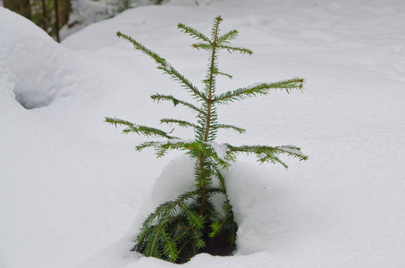 全景图的雪 精彩 美丽，结霜的森林