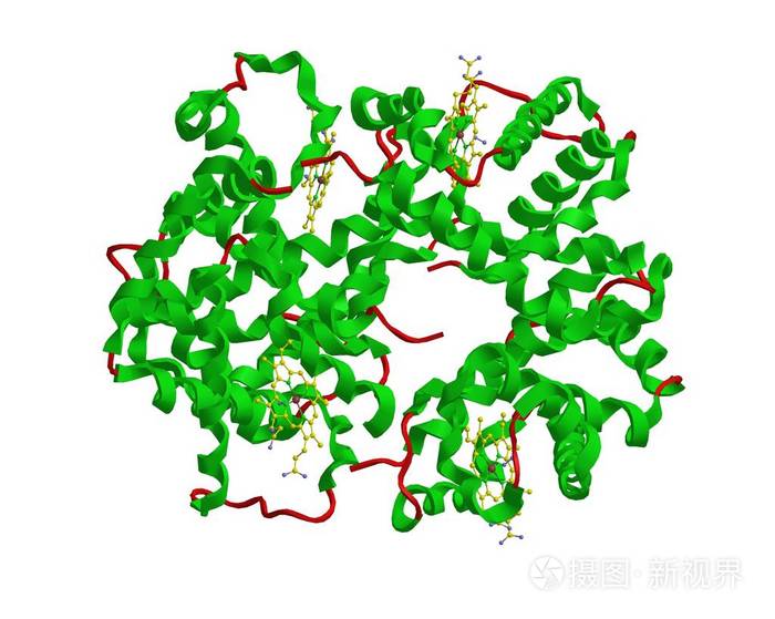 血红蛋白的分子结构