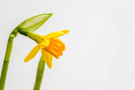 水仙花或水仙