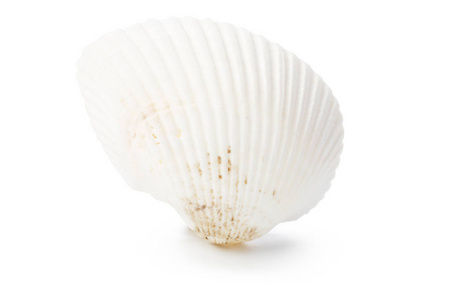 孤立在白色背景上的贝壳