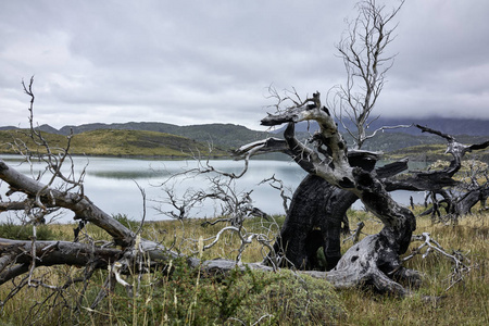 巴塔哥尼亚的死木和湖泊照片
