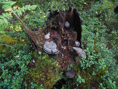 真菌蘑菇在树桩上