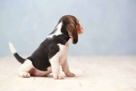 小可爱的小犬抬头