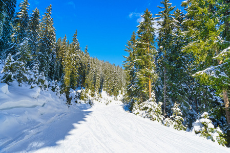 通过森林的滑雪坡