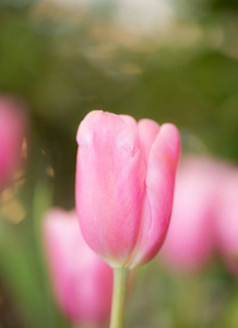 粉色郁金香花园中