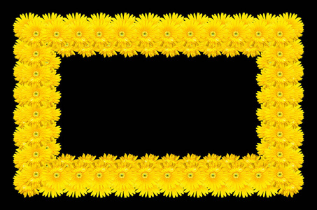 非洲菊花卉孤立在黑色背景上架