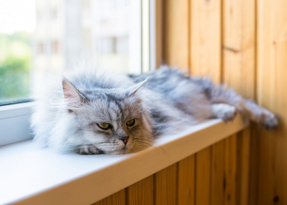 美丽只灰色的猫坐在窗台上，从窗口望出去