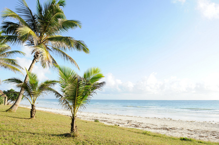 美丽的棕榈树在沙滩