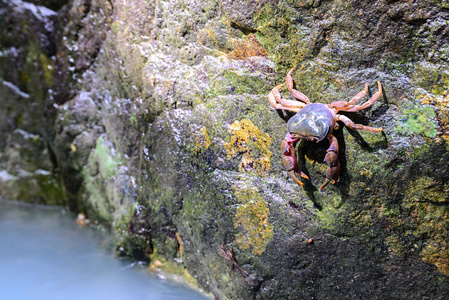在雨林里的螃蟹甲壳动物图片