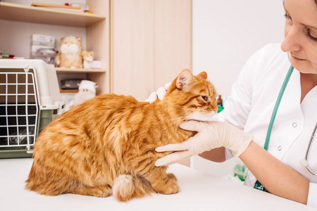 兽医医生用听诊器检查猫