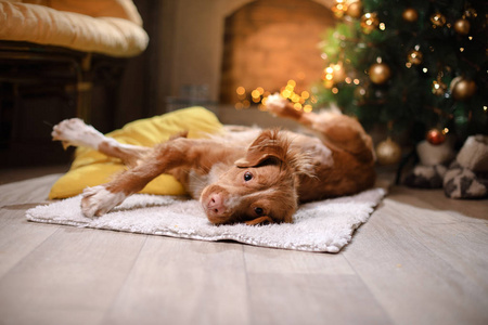 狗的新斯科舍省鸭收费猎犬圣诞佳节到 2017 年，新的一年