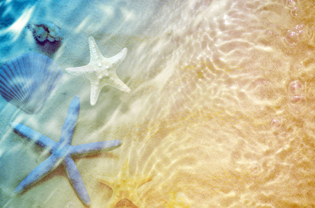 海星和贝壳在夏天海滩在海水图片