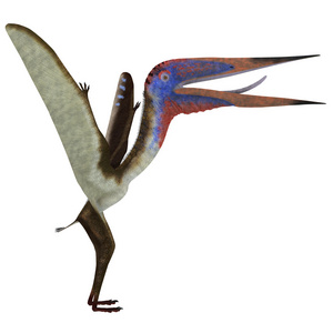 Zhejiangopterus 爬行动物鸟