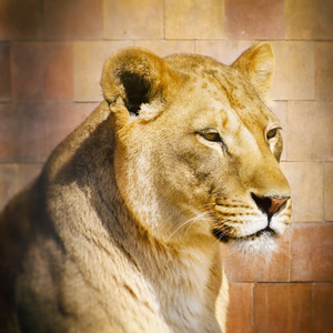 单个的狮子肖像