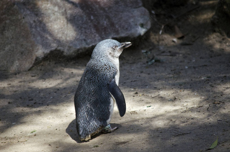 神仙企鹅走路