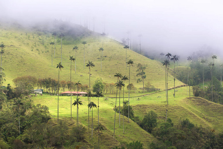 科科拉谷，Salento，哥伦比亚的棕榈树