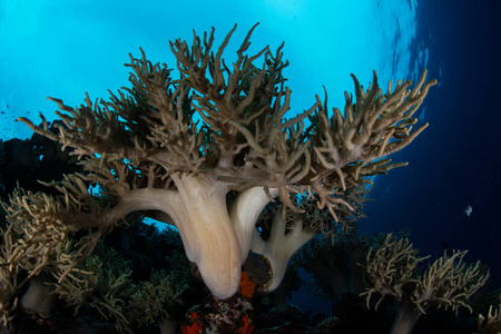 软珊瑚和蓝色水