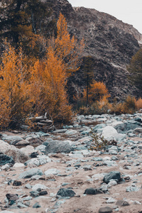 在岸边的石头和杨树干涸的河床。秋天的主题, 黄色的叶子, 多云的天气