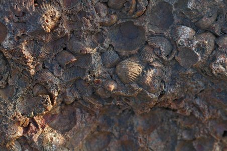 石灰石与化石软体动物。在石头上关闭史前灭绝的动物。顶部视图背景。岩石中的海壳印记化石