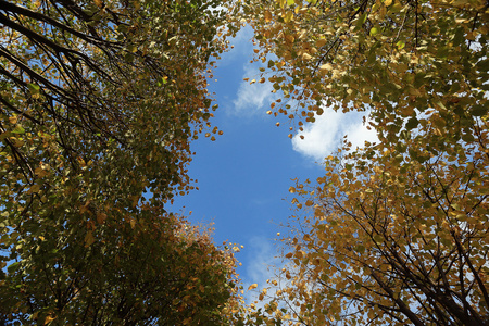 秋天的天空树叶背景图片