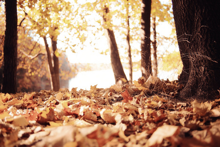 在公园里背景秋天的落叶