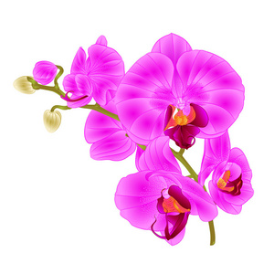 枝兰花紫色花热带植物蝴蝶兰在白色背景复古矢量植物插画设计手绘
