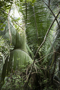 热带雨林中的棕榈树, Yelapa, 哈利斯科, 墨西哥