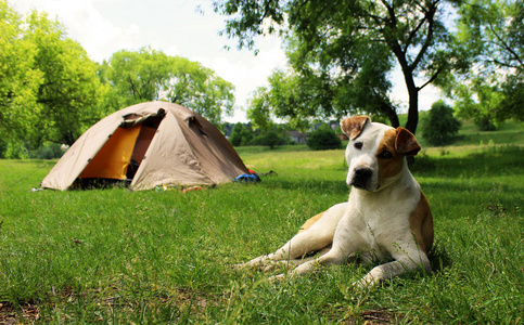 狗躺在帐篷附近的草地上。背景树。可爱的 pe