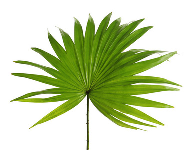 白色背景下蒲葵叶决明棕榈树的绿色热带叶