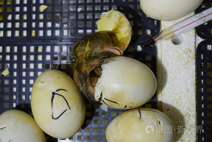 孵化的蛋在孵化器中的麝香鸭雏鸭.禽类养殖业