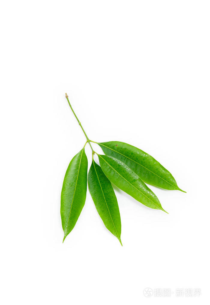 孤立在白色背景上的梅花芒果叶