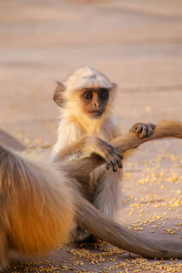 宝贝的灰色叶坐在琥珀堡，斋浦尔，拉贾斯坦邦，印度的母亲。灰叶猴是南亚地区最普遍的白头叶猴