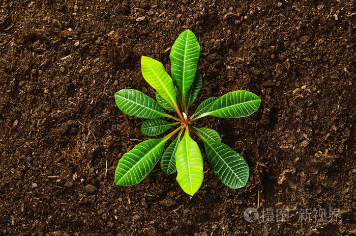 工作在花园里,种植的植物.土顶视图