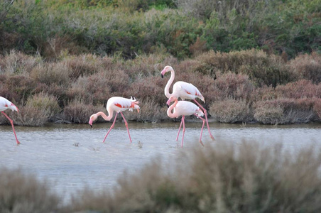 大火烈鸟 Phoenicopterus 长春, 卡玛戈的区域自然公园, 法国