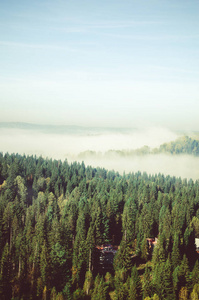 厚厚的晨雾在针叶林。针叶树，绿色的森林灌丛