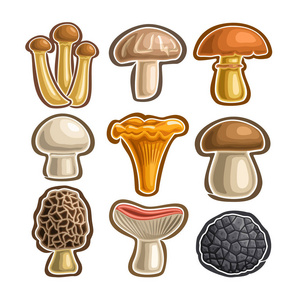 向量组的图标可食用蘑菇