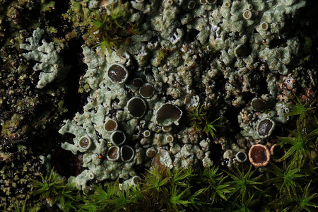 纹理苔藓地衣