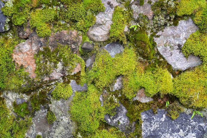 苔藓和地衣在石头墙上日本