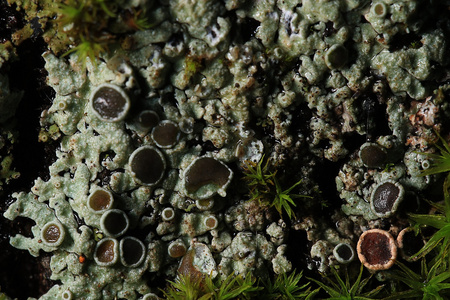 纹理苔藓地衣