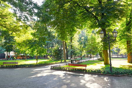 夏日公园的早晨, 明亮的阳光, 绿树和阴影