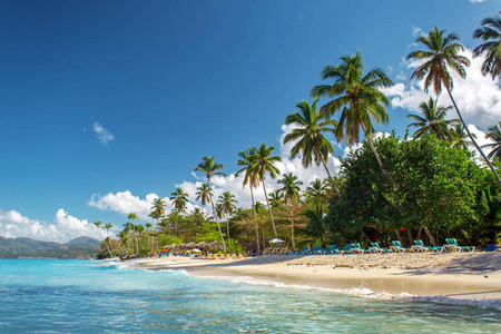 完美的空加勒比沙滩, 清澈的水和绿色的棕榈树