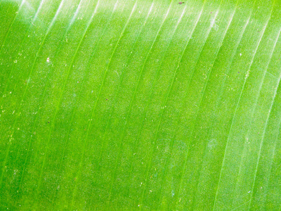 绿色香蕉叶表面纹理背景