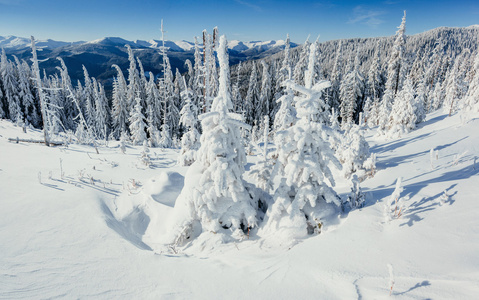 大雪的冬天景观树